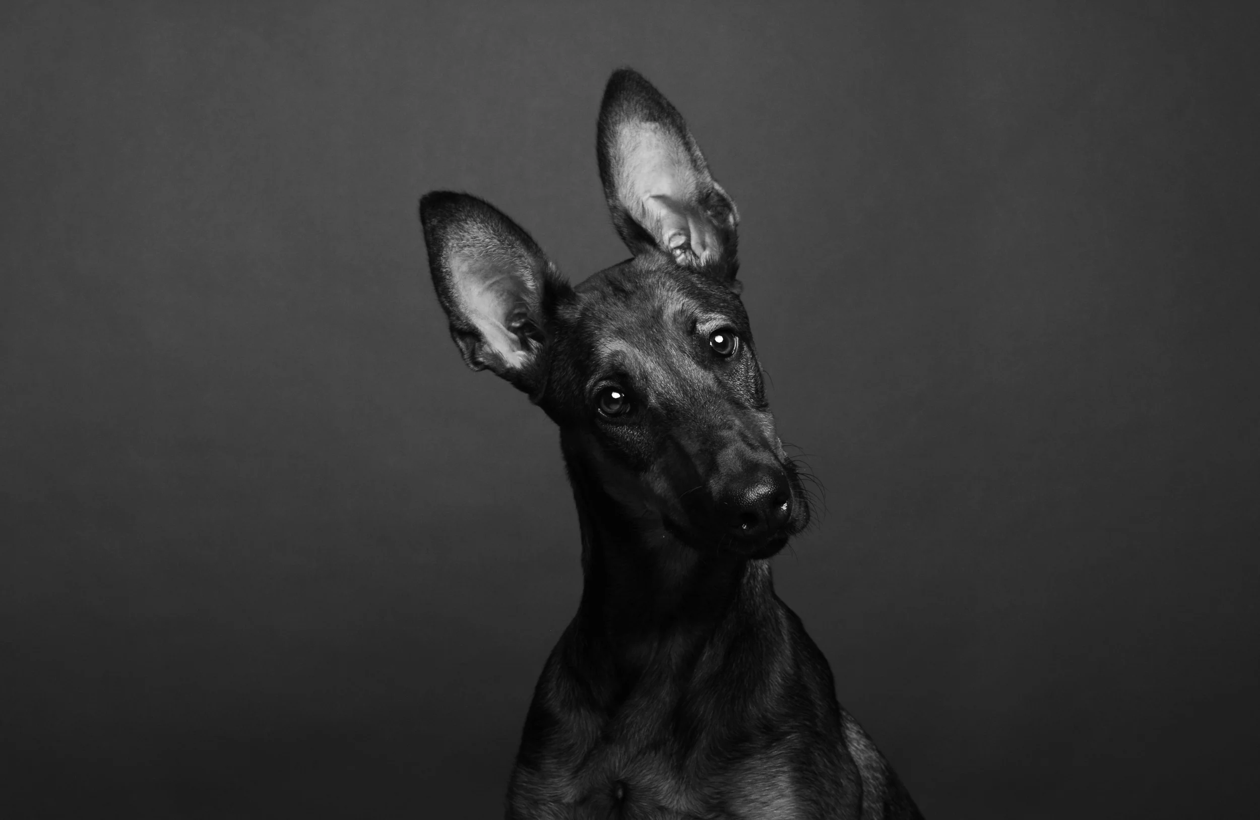 A portrait of a German Shepard - Malinois mix puppy, head cocked inquisitively, with a kind look in her eyes.
