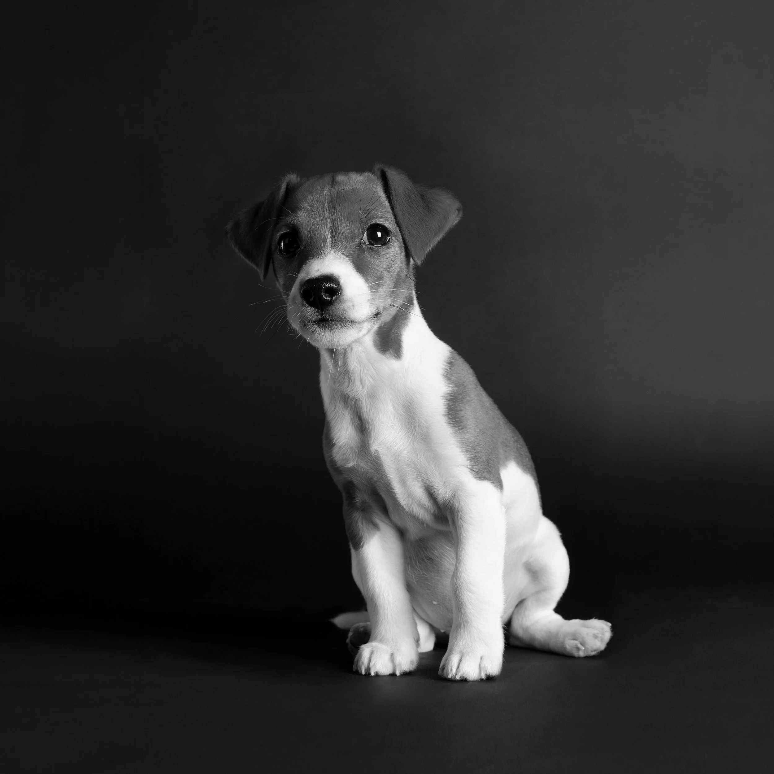 Portrait of a 4 month old Jack Russell Terrier with a sparkle in his eye