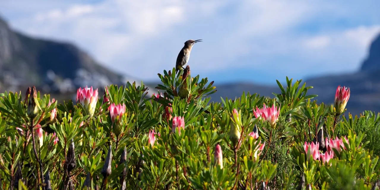 Conserving Elim Ferricrete fynbos