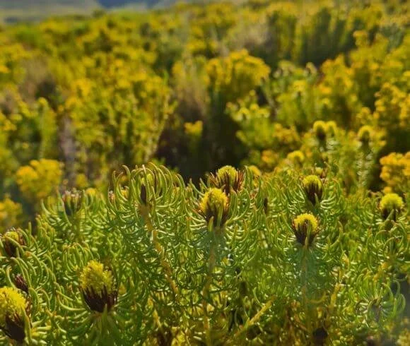 Conserving Elim Ferricrete fynbos Botriver
