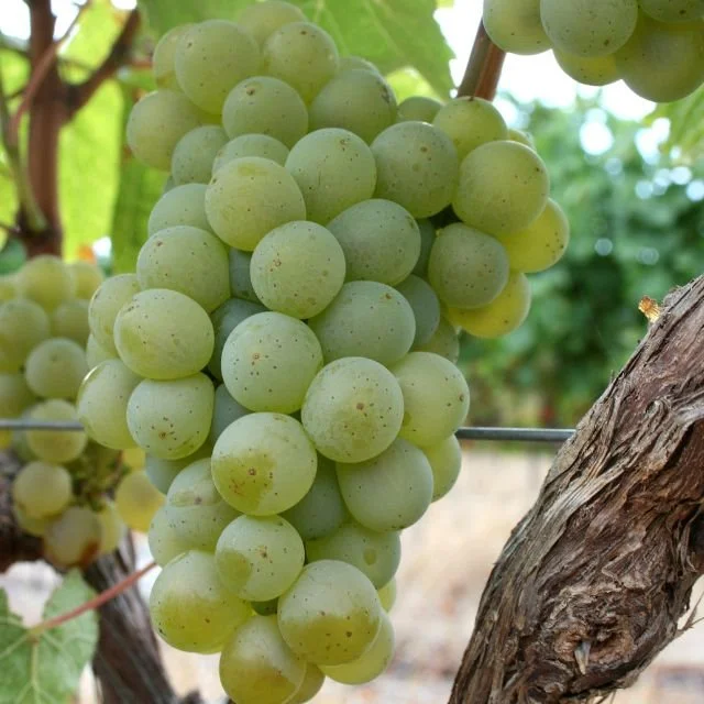 Benguela-Cove-Vineyards-Bud-Bread-to-Bottle.jpg