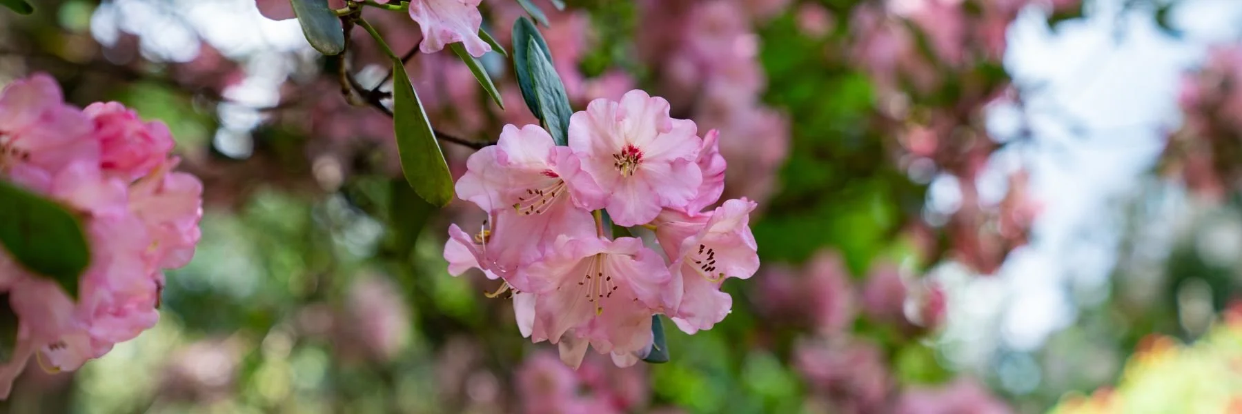 The Story of Leonardslee’s Rhododendrons