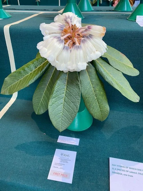 RHS-Wisely-leonardslee-flower-show-rhododendrons+(7).jpg