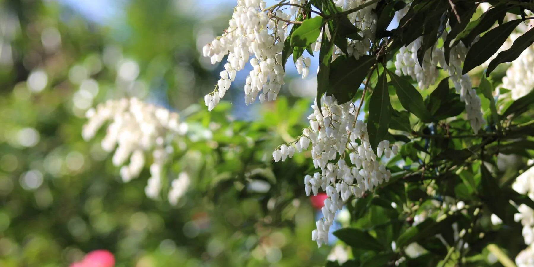 England's Best Rhododendrons