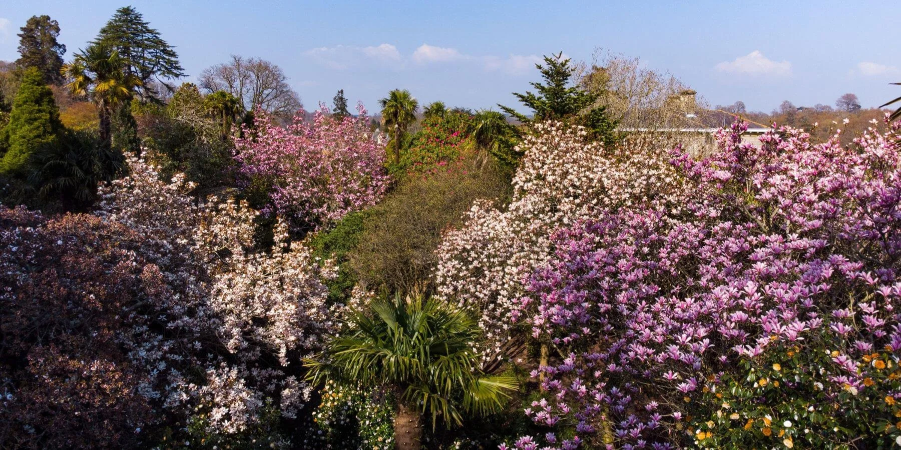 Leonardslee Gardens Rhododendrons Sussex