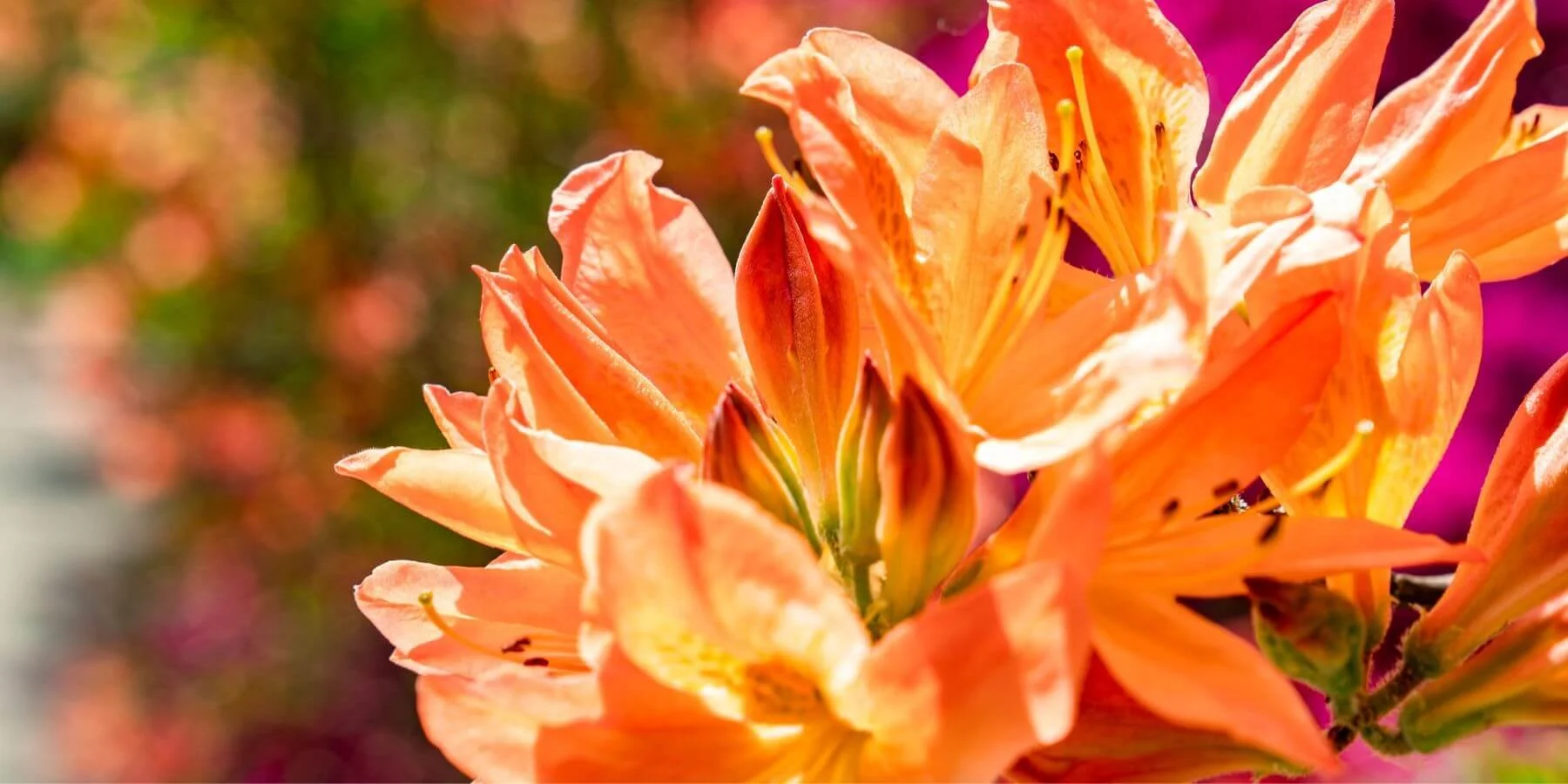 Leonardslee’s Spring flowering season
