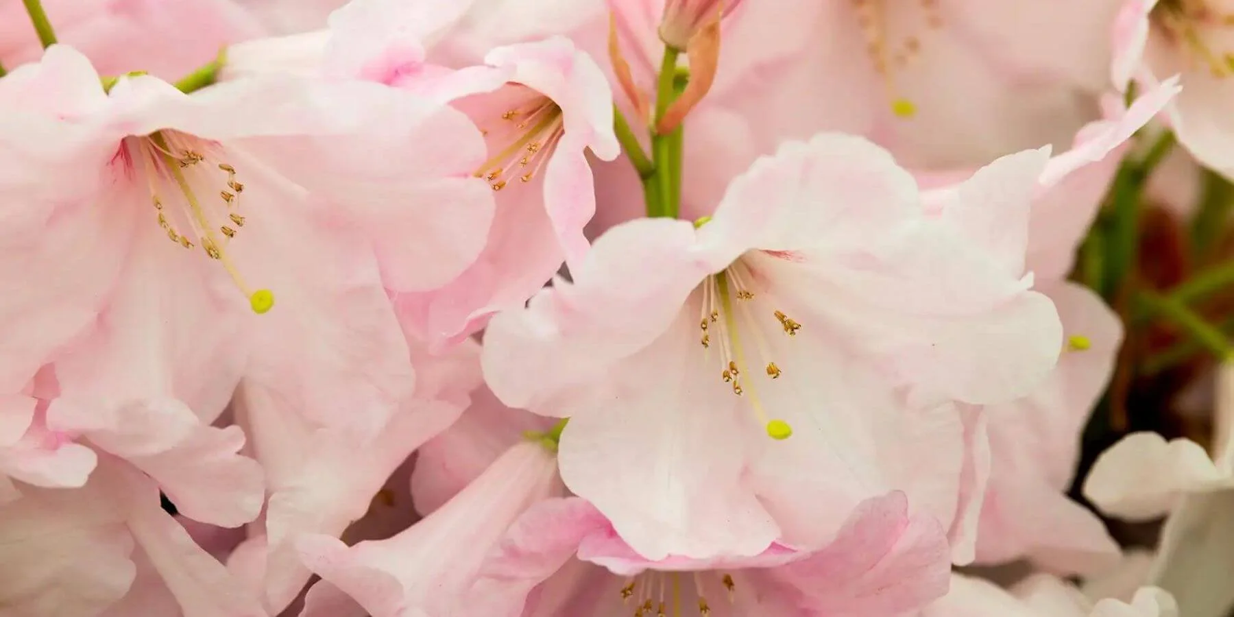 How to grow rhododendrons at home