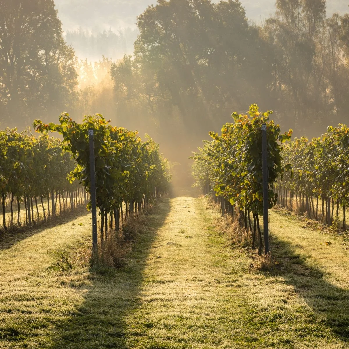 Leonardslee-Vineyards-Horsham.jpg