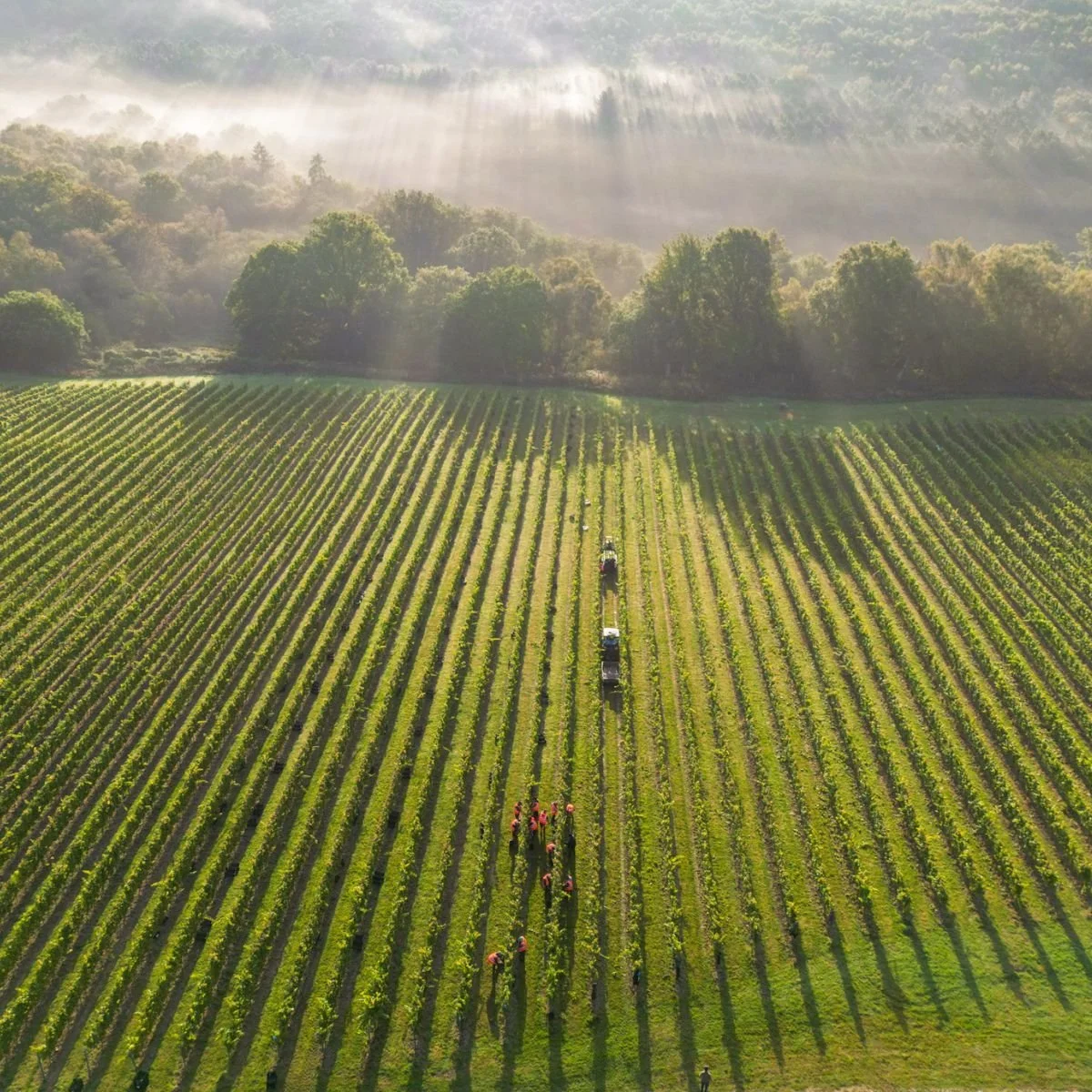 Leonardslee-Vineyards-Mannings-Heath.jpg