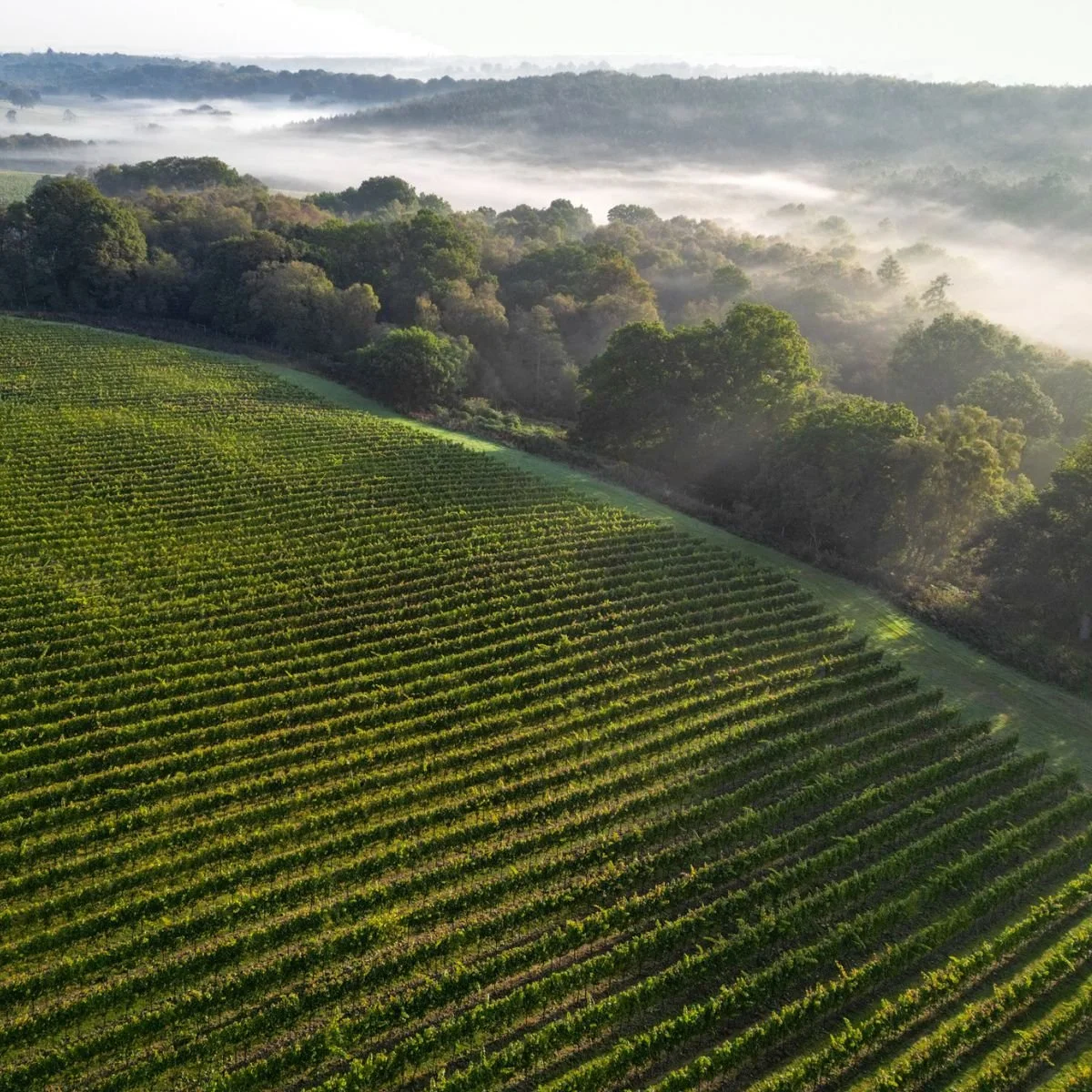 Leonardslee-Estate-Vineyards-Sussex-Sparkling-Wine.jpg