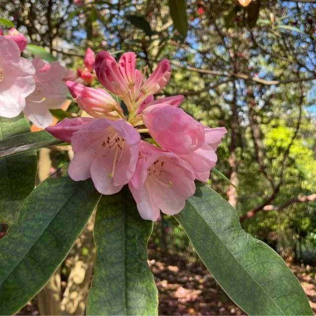 Leonardslee Lakes and Gardens Rhododendrons Win Top Prizes at RHS Competition