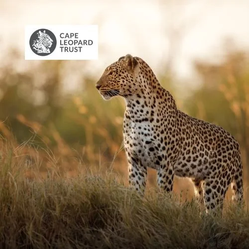 Cape Leopard Trust