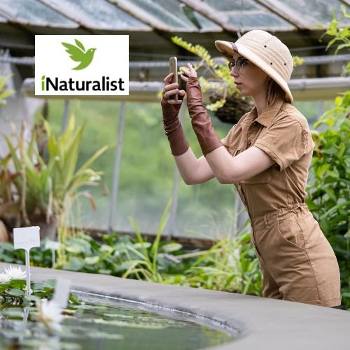iNaturalist Benguela Cove Wine Estate