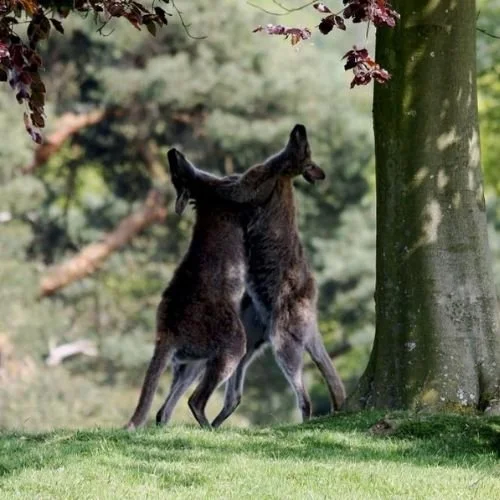 Wildlife Leonardslee Gardens Sussex