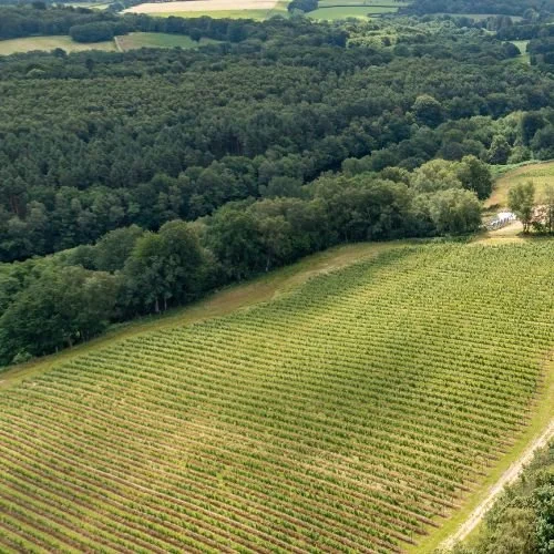 Sustainable vineyards Sussex