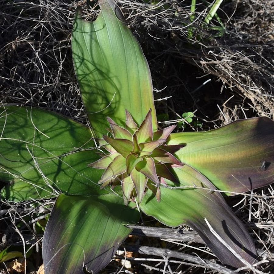 Eucomis regia