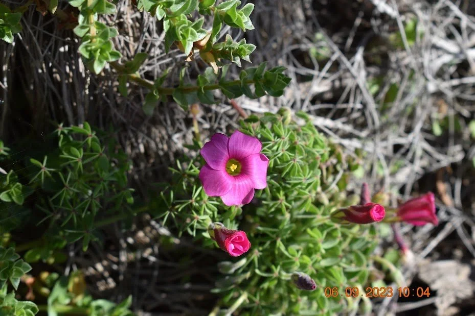 Fynbos - Oxalis Heterophylla