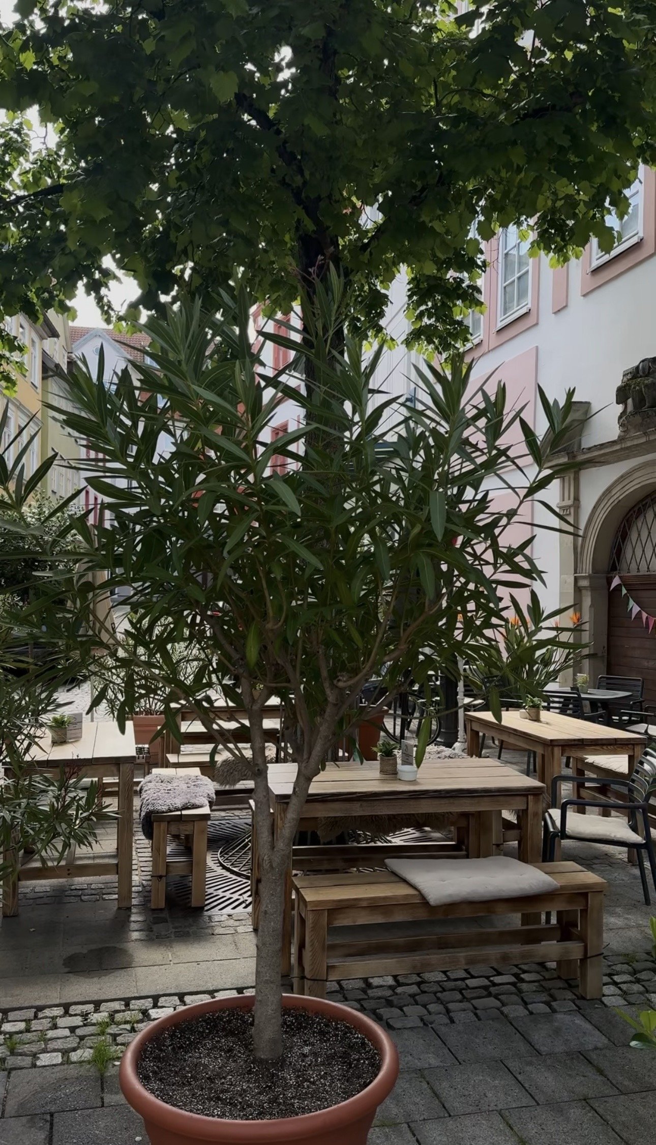 Ein Innenhof mit mehreren Holztischen und -bänken, ein großer Baum in einem Tontopf im Vordergrund, umgeben von Sitzgelegenheiten und dekorativen Pflanzen, mit mehrstöckigen Gebäuden im Hintergrund.