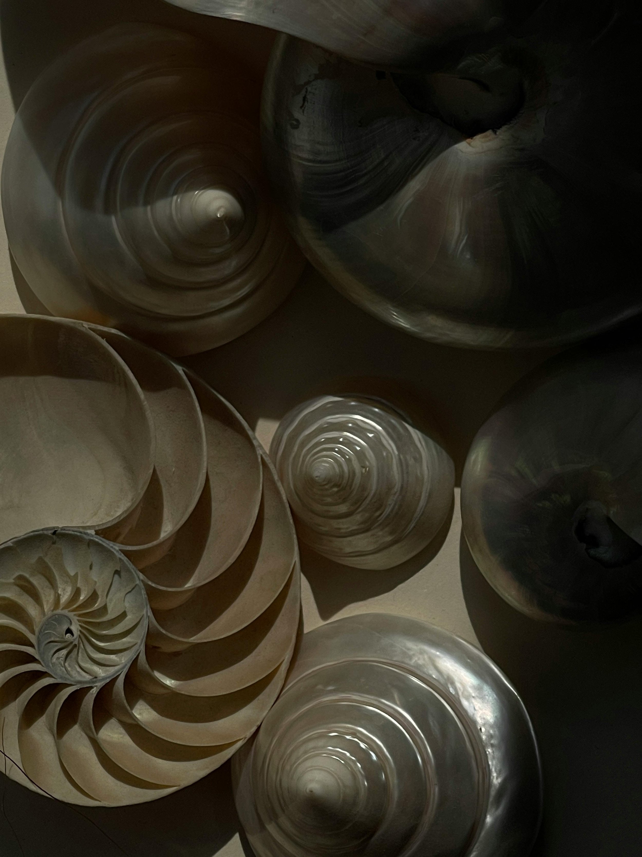 Multiple large, shiny metallic shells or similar objects stacked together, with some appearing to have a spiral pattern, in a dark setting.