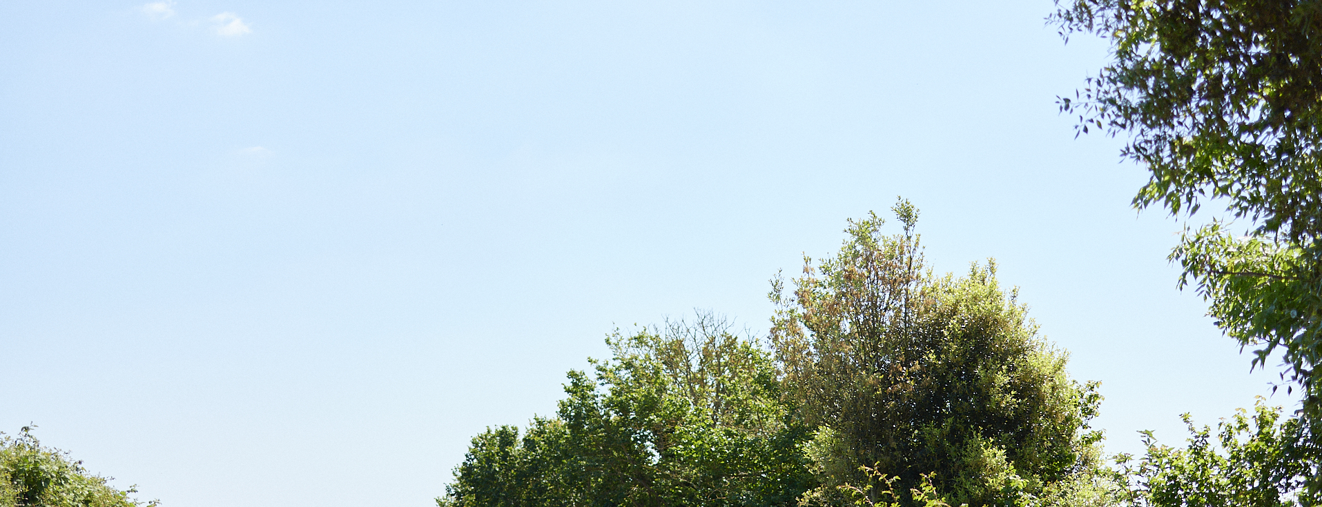 Trees and a clear blue sky in a park or natural setting.