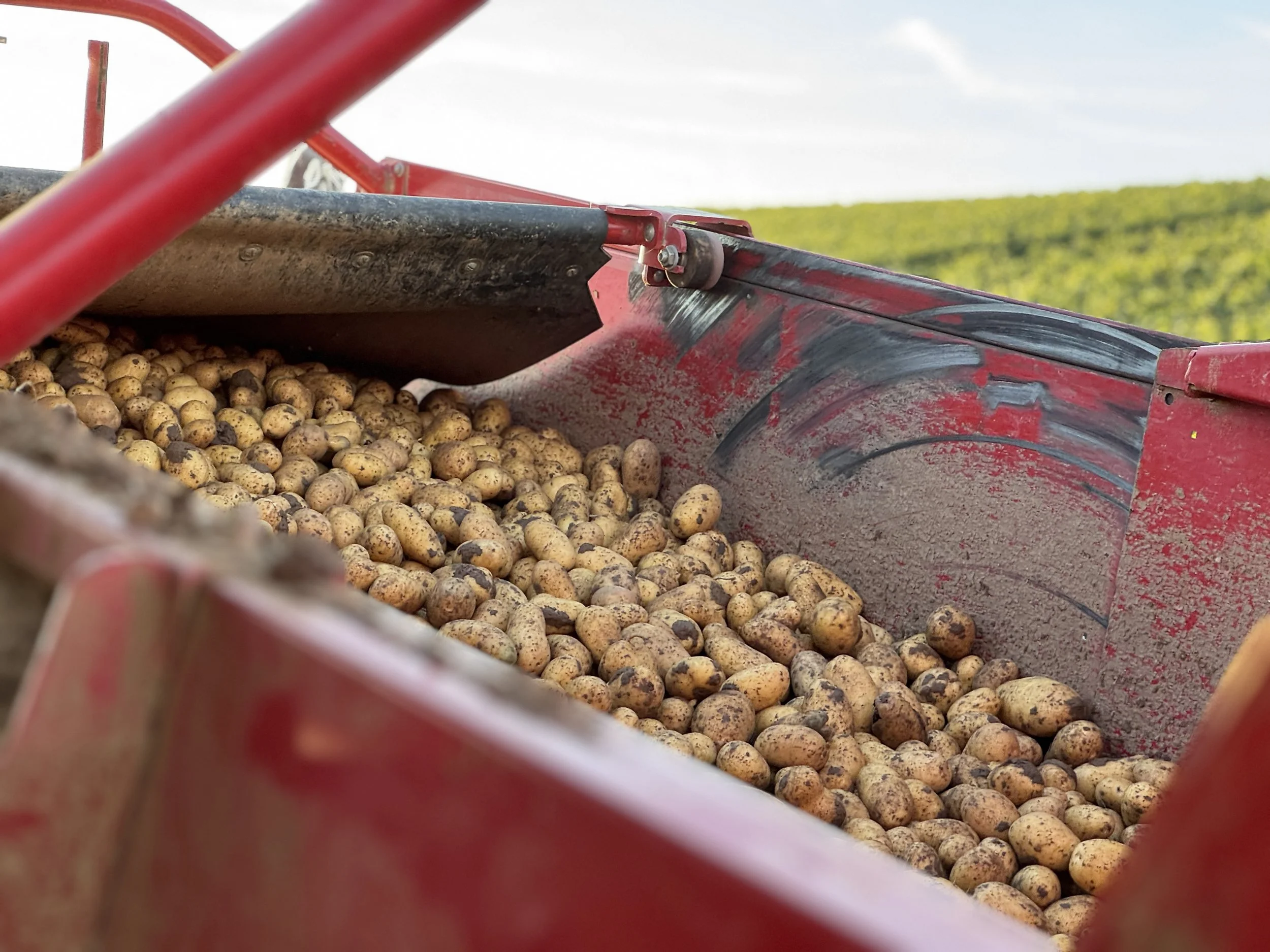 Lauffener Kartoffeln bei der Ernte