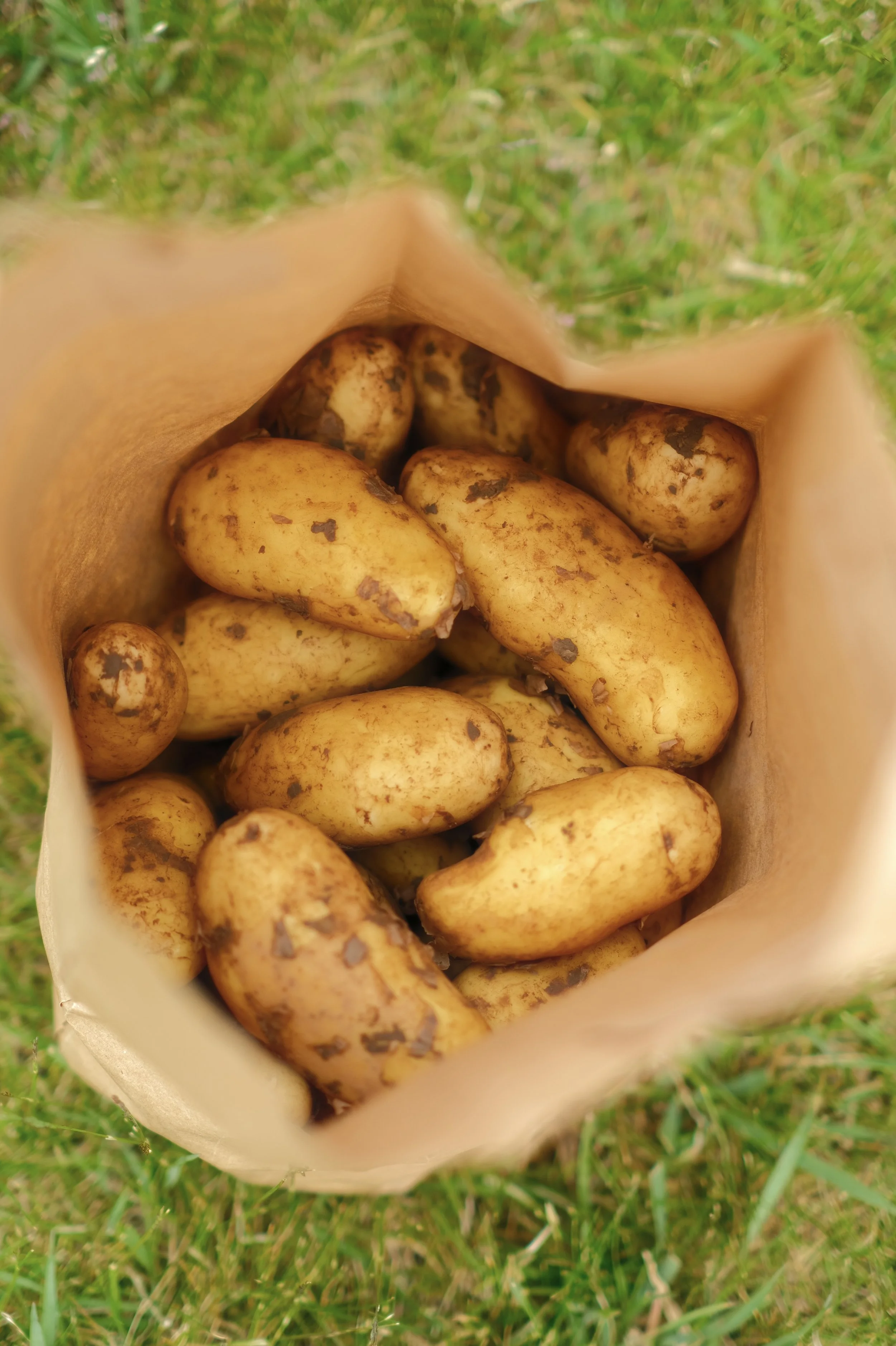 Bild von Frühkartoffeln der Sorte Annabelle vom Kartoffelhof Schäffer