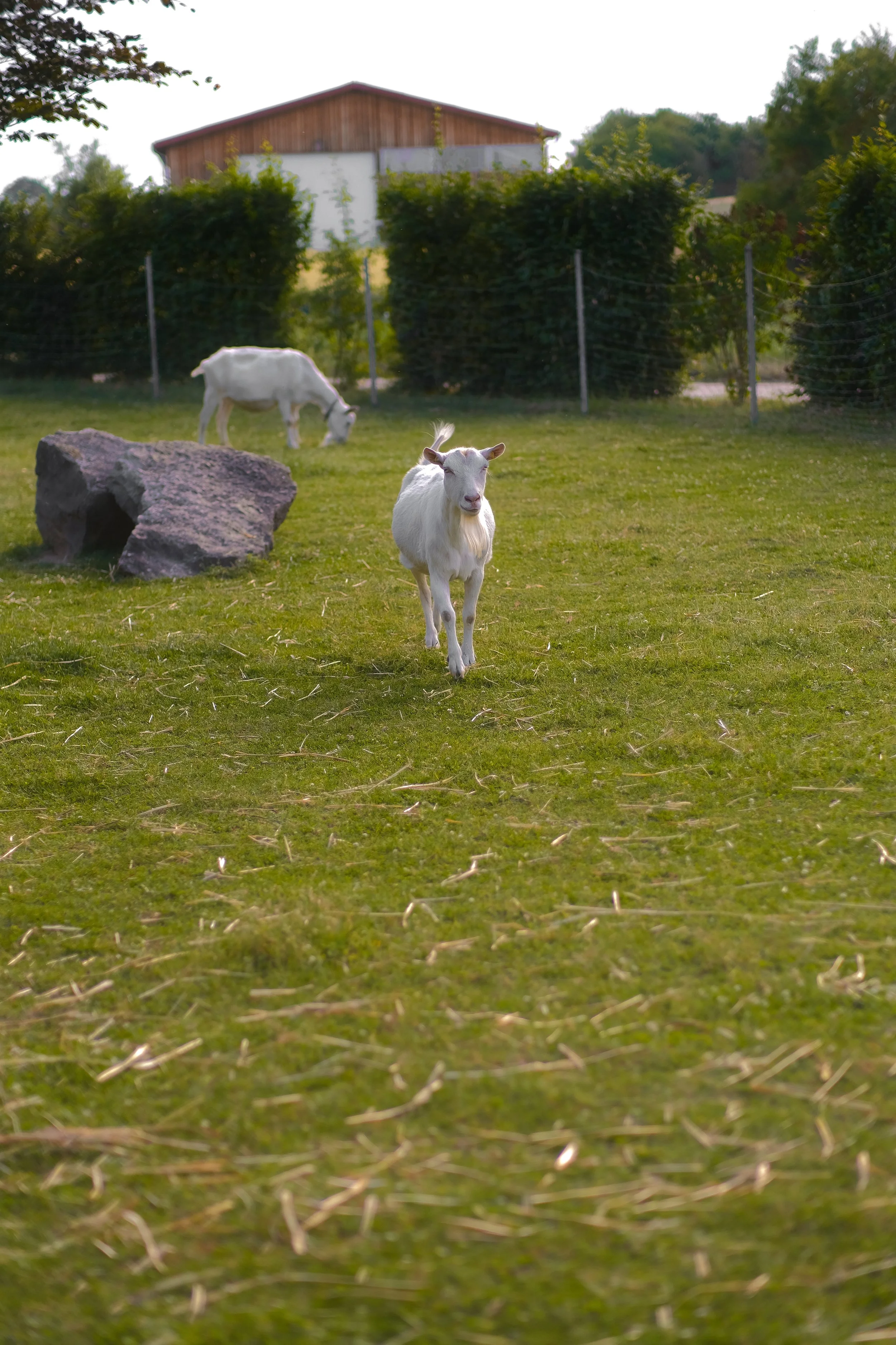 Zwei weiße Ziegen in einem Grünen Garten mit großen Steinen und einer Holzhütte im Hintergrund.