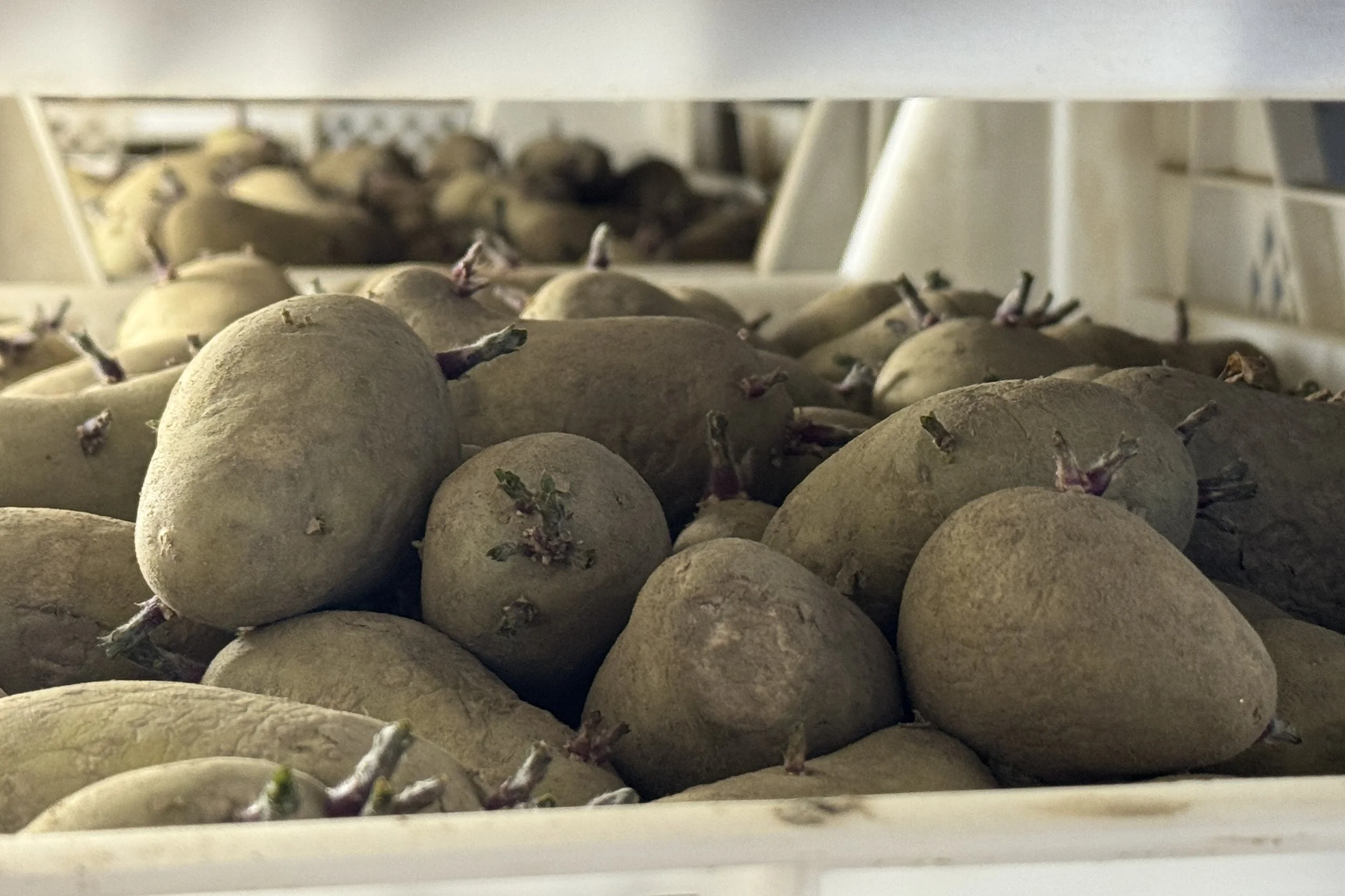 2. Schritt: Vorkeimen der Kartoffel