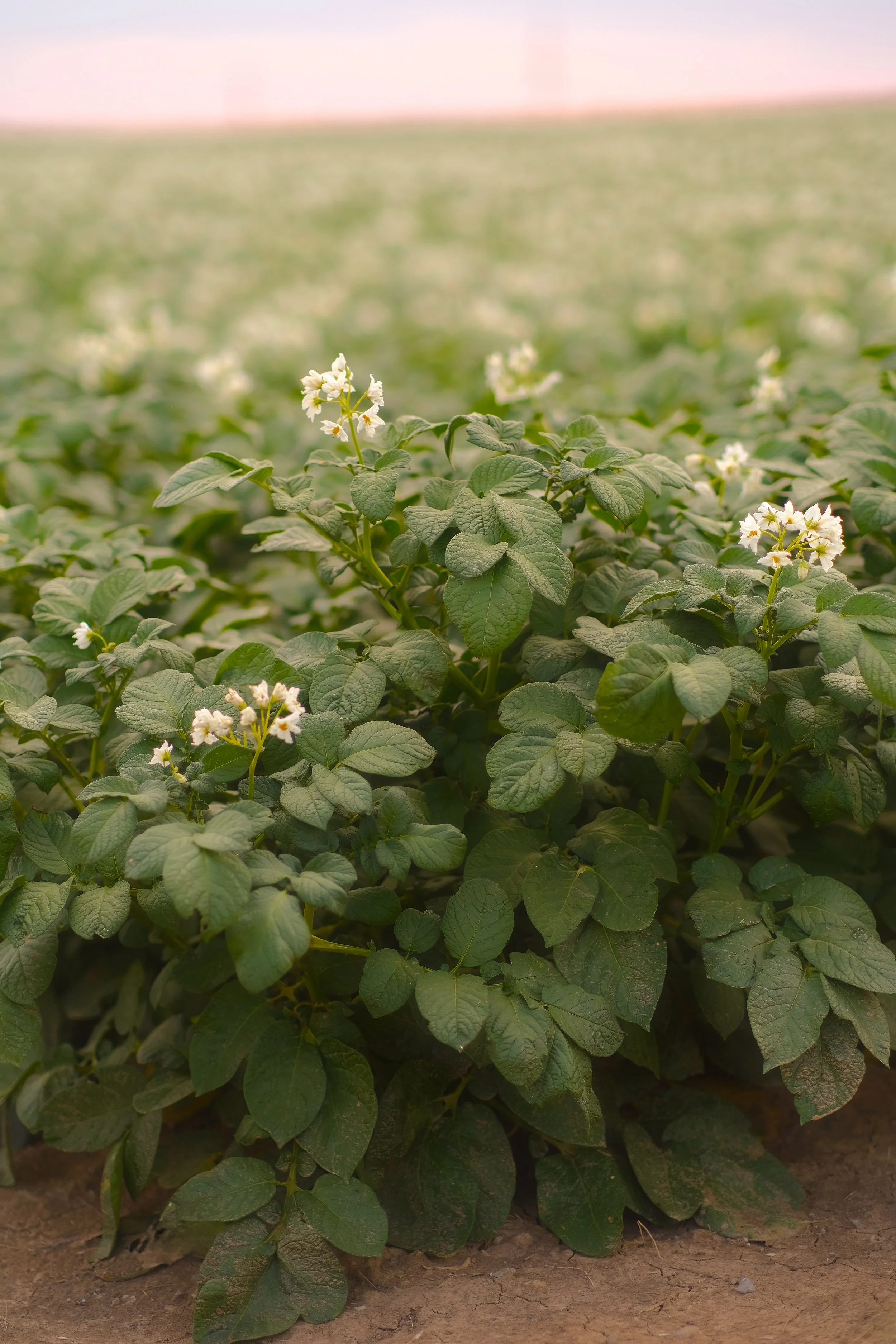 Kartoffelpflanzen Madeira mit weißen Blüten auf heller Erde