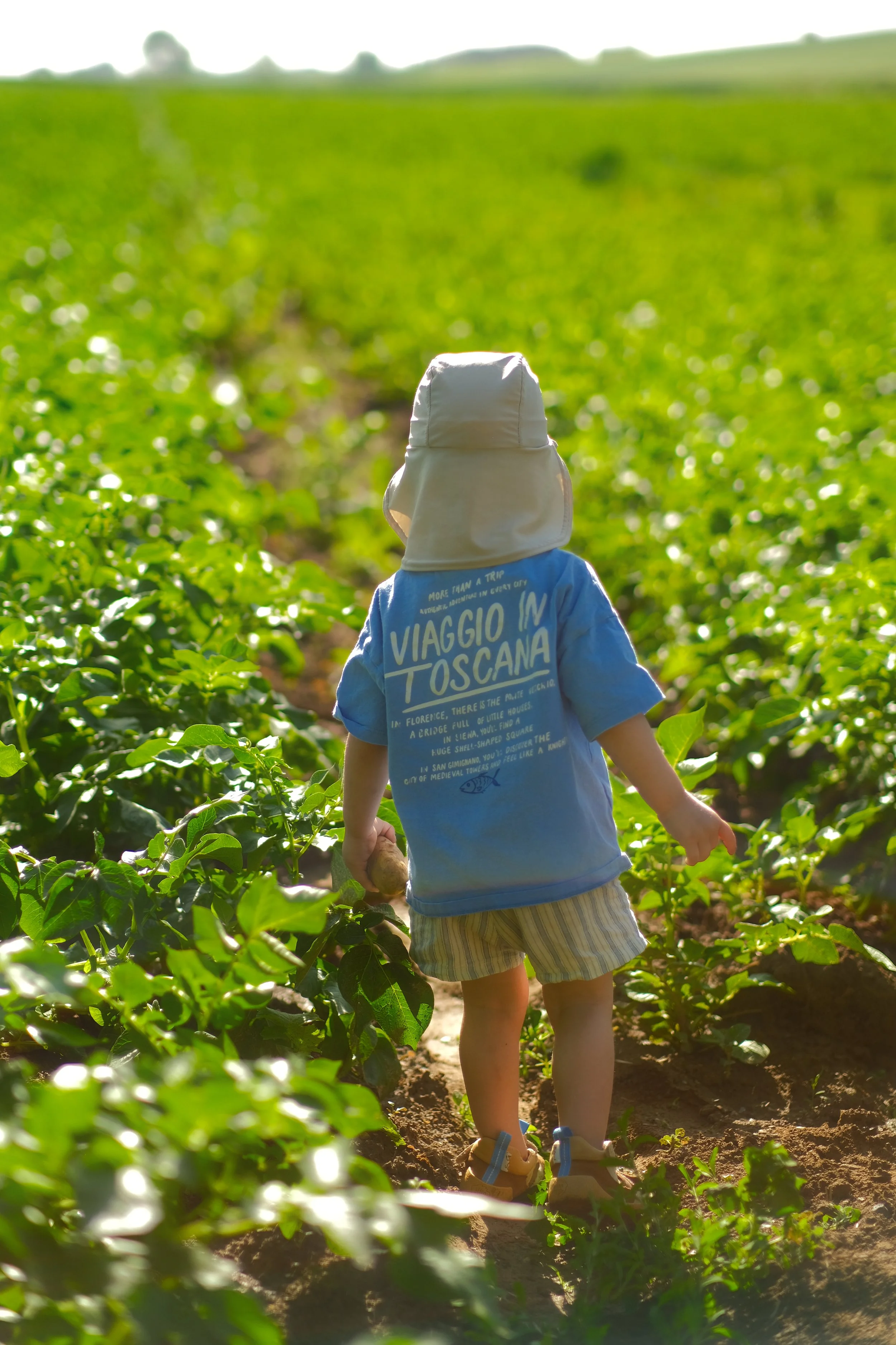 Ein Kind mit Hut und blauer T-Shirt läuft durch ein grünes Feld voller Pflanzen, hält eine Kartoffel in der Hand, bei sonnigem Wetter.