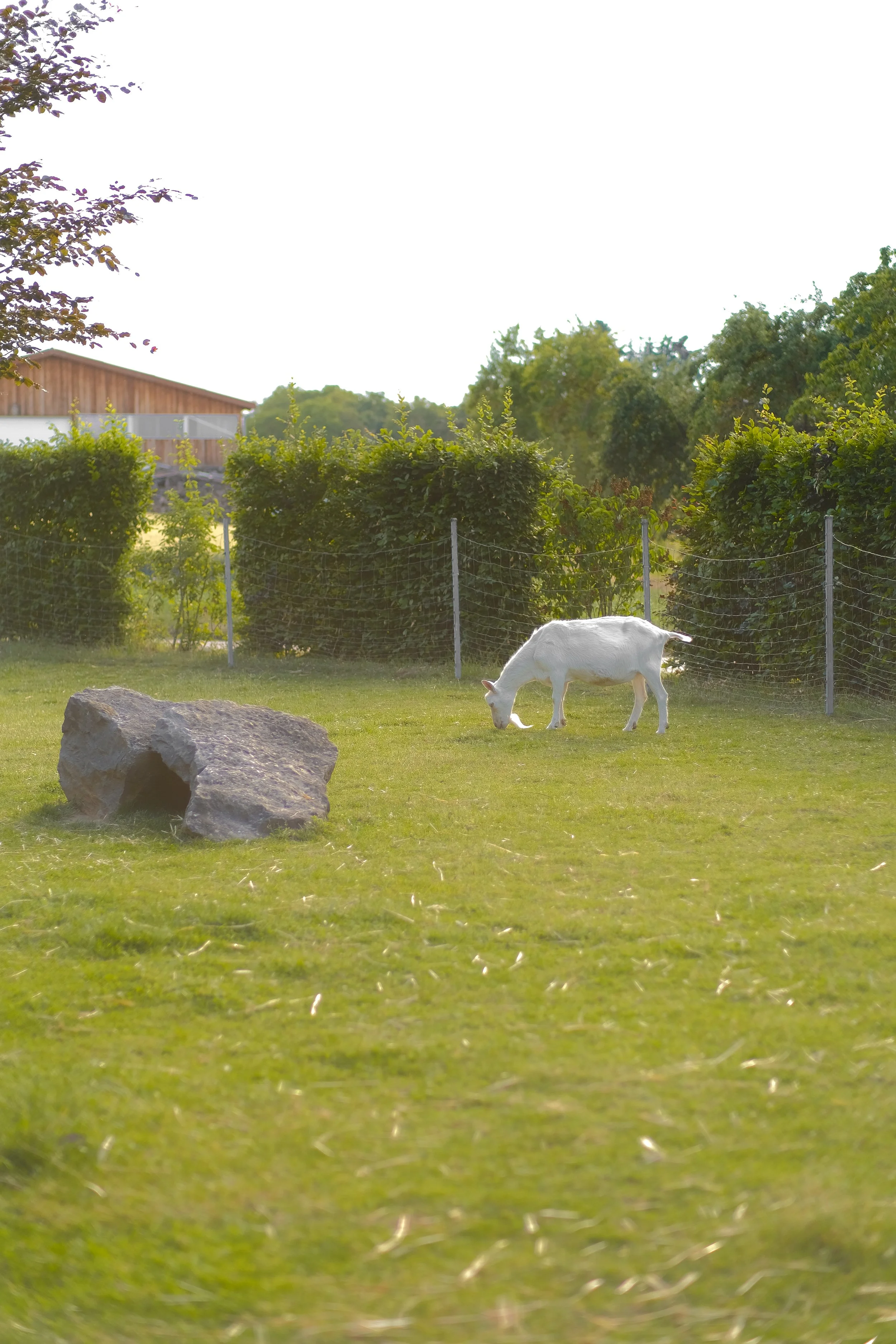 Ein weißes Ziege auf einer grünen Wiese mit Bäumen im Hintergrund.