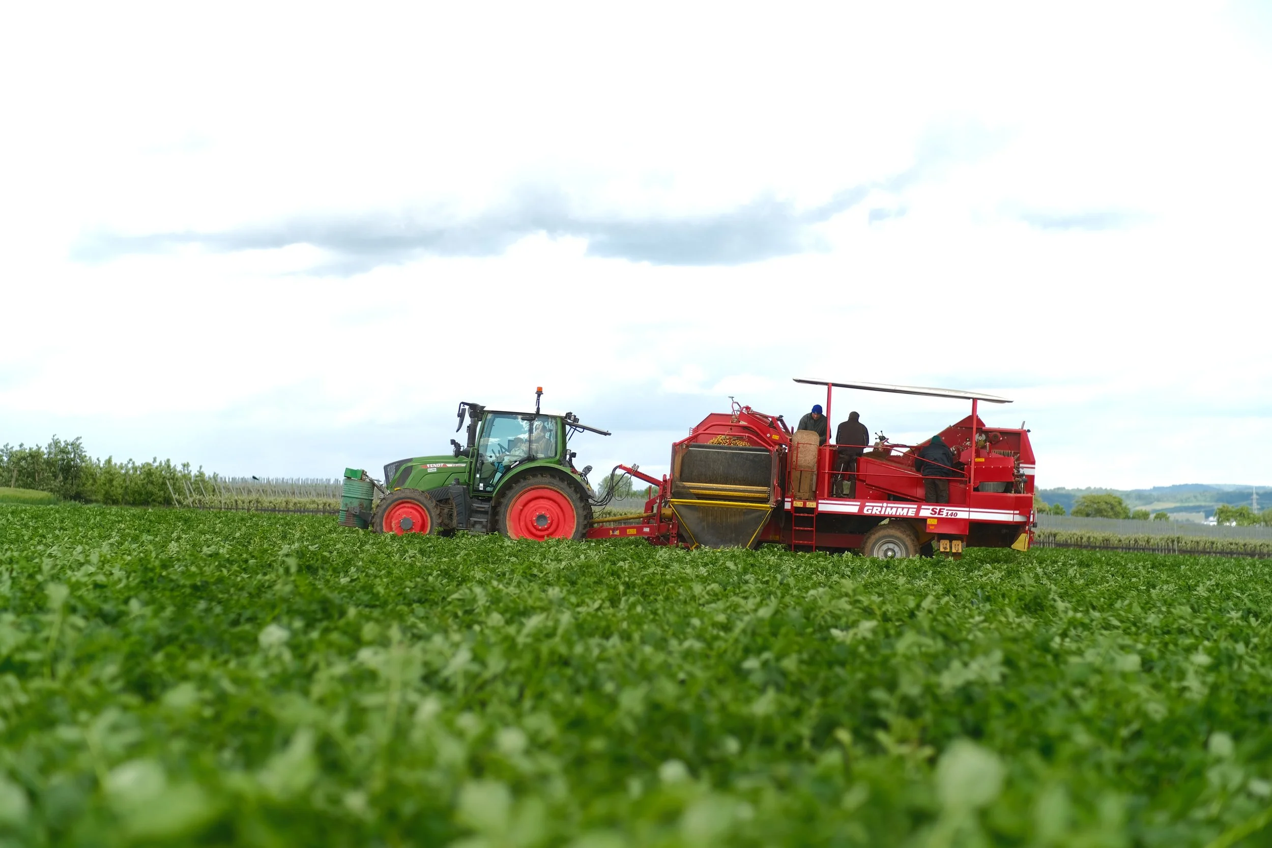 Ein Fendt 516 mit Kartoffelroder bei der Ernte der ersten Frühkartoffeln vom Kartoffelhof Schäffer. Kartoffelfeld im Vordergrund