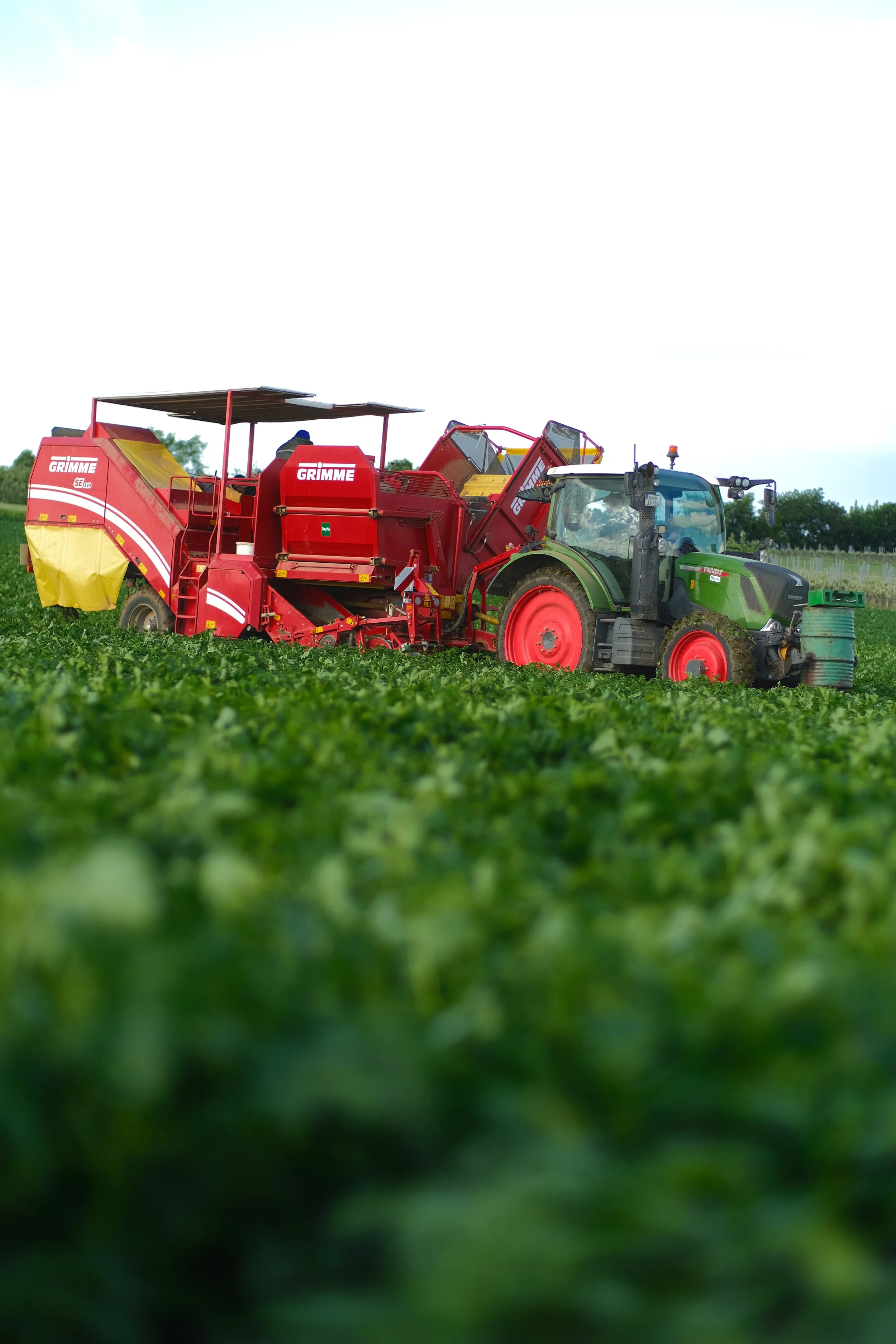 Ein Fendt 516 mit Kartoffelroder bei der Ernte der ersten Frühkartoffeln vom Kartoffelhof Schäffer