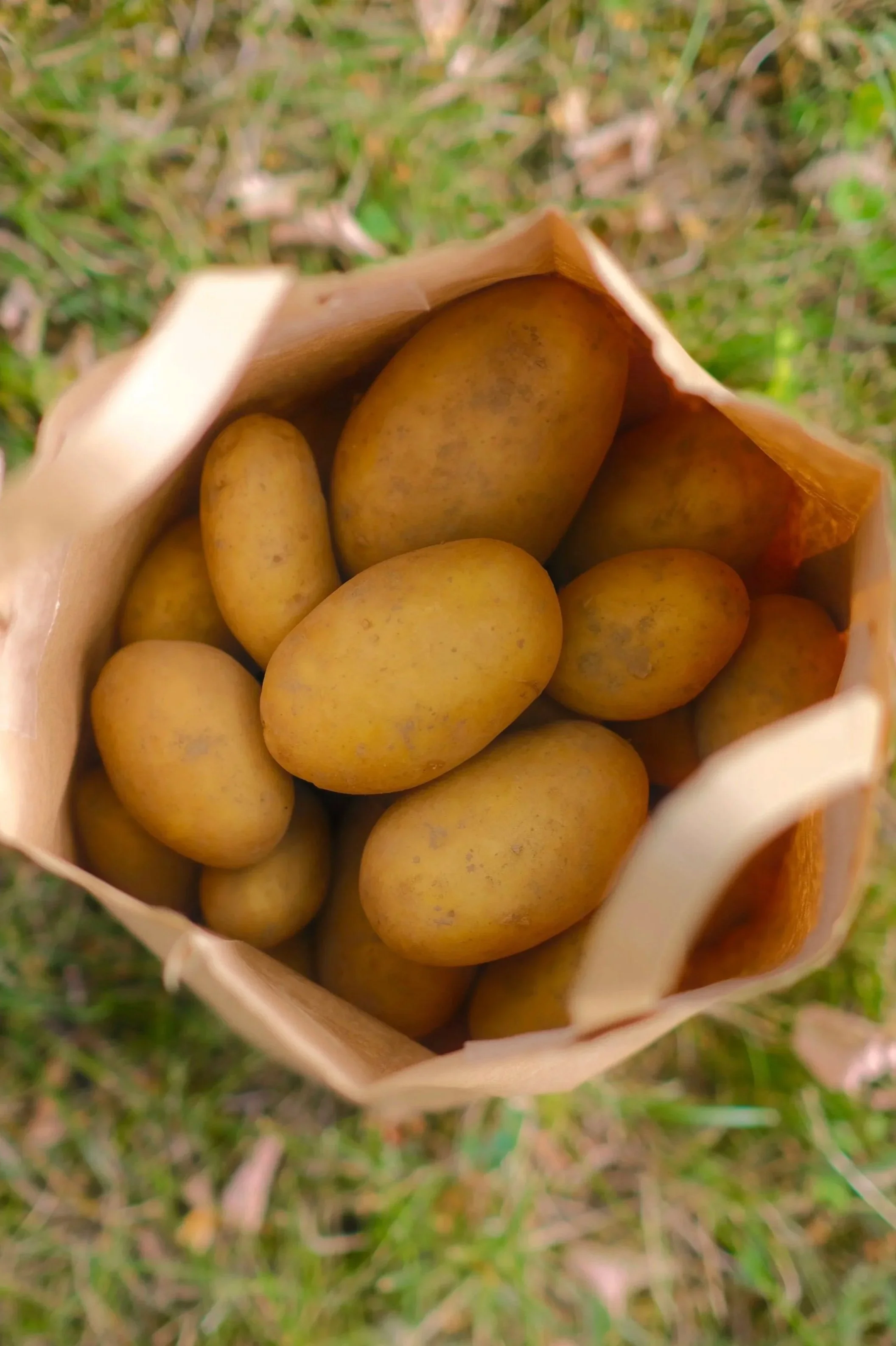 vorwiegend festkochende Kartoffeln "Madeira"