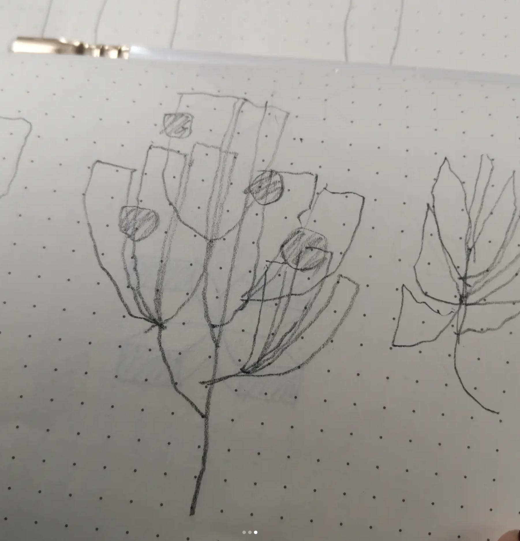 Hand-drawn sketch of a flower with five petals on dotted paper