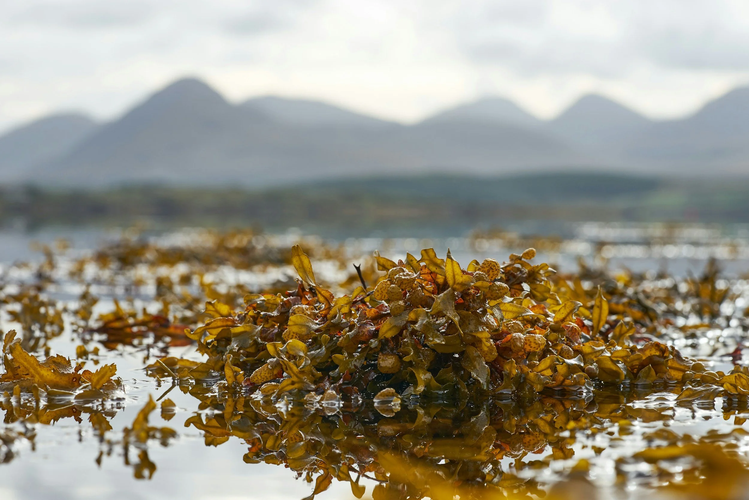 cluster of yellowish brown bladderwrack seaweed lies reflecting in the seaward on the beach with mountains rising in the background