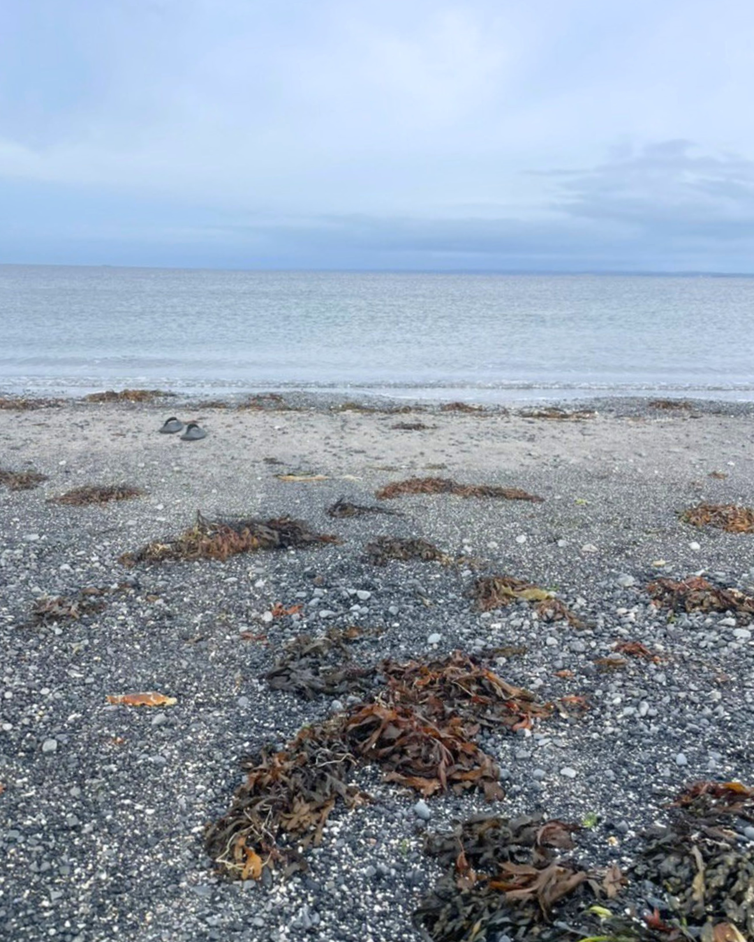 FRIDAY (25 SEPT): Seaweed Tour + Tea & Oysters
