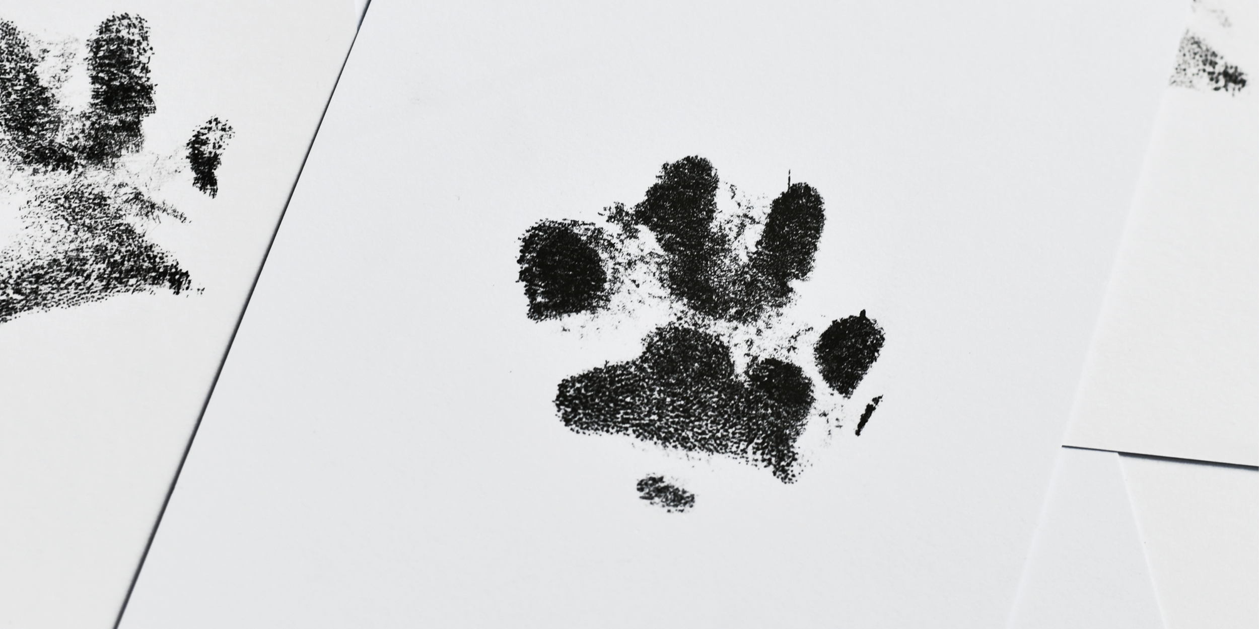 5 Ways Your Pet Loss Grief Is Not Abnormal