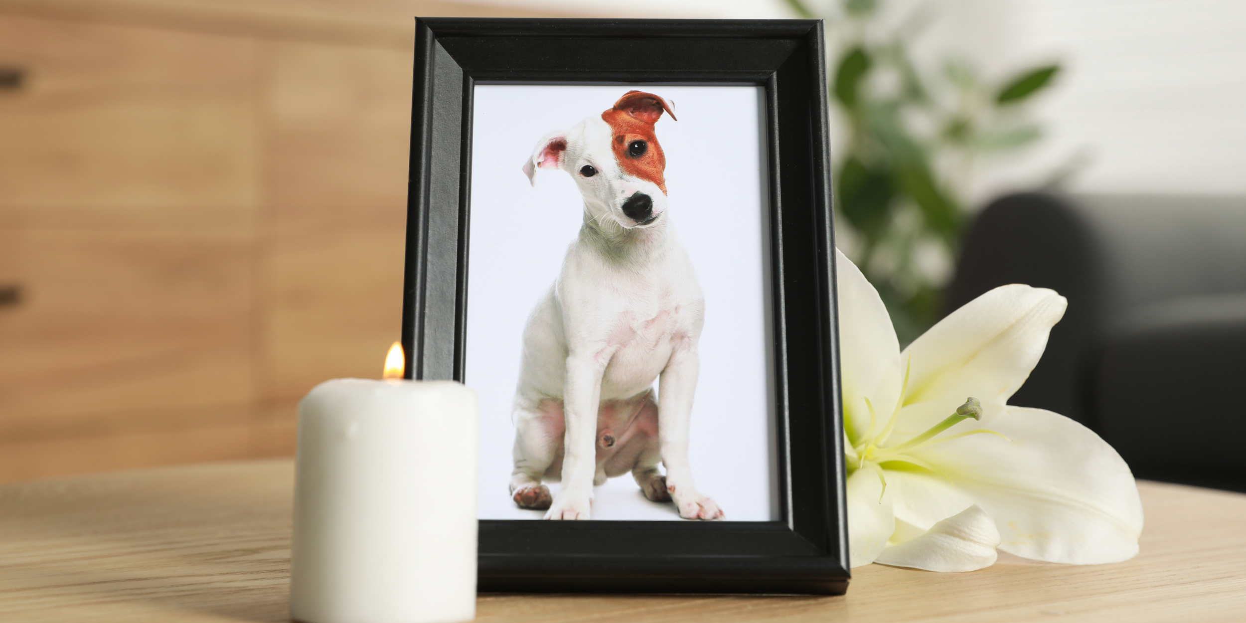 Altars? For Pets?