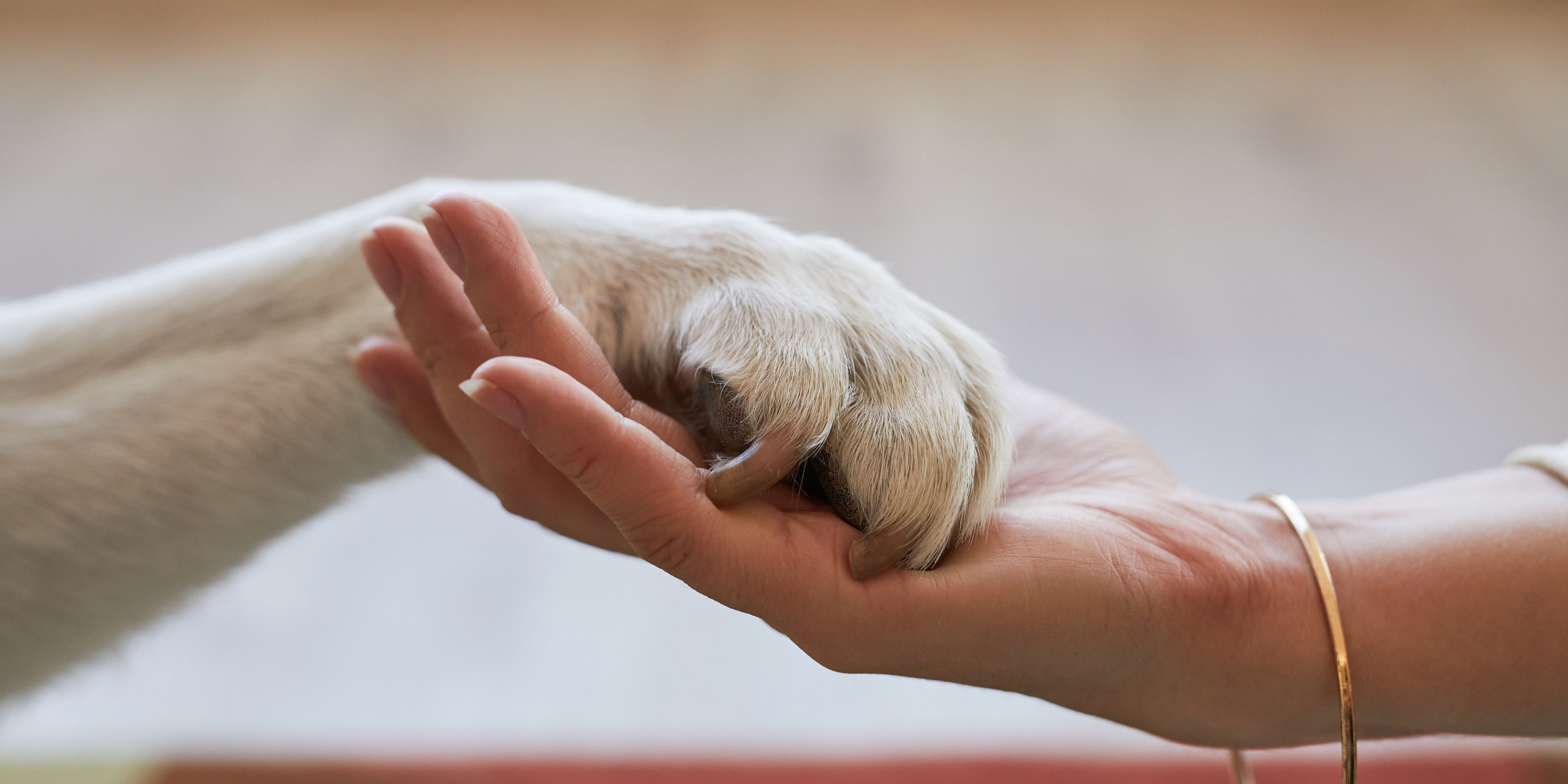 5 Misunderstandings About Grieving Pet Loss