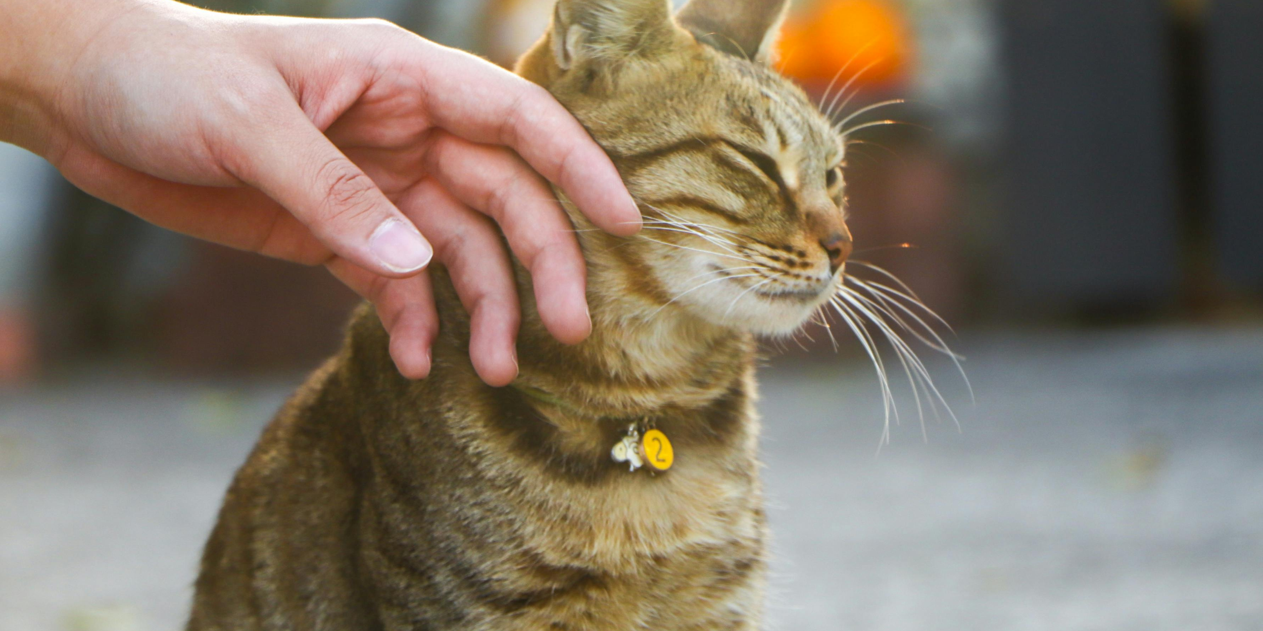 4 Reframes for Guilt You May Feel About Losing Your Pet: Thoughts from a veterinary social worker