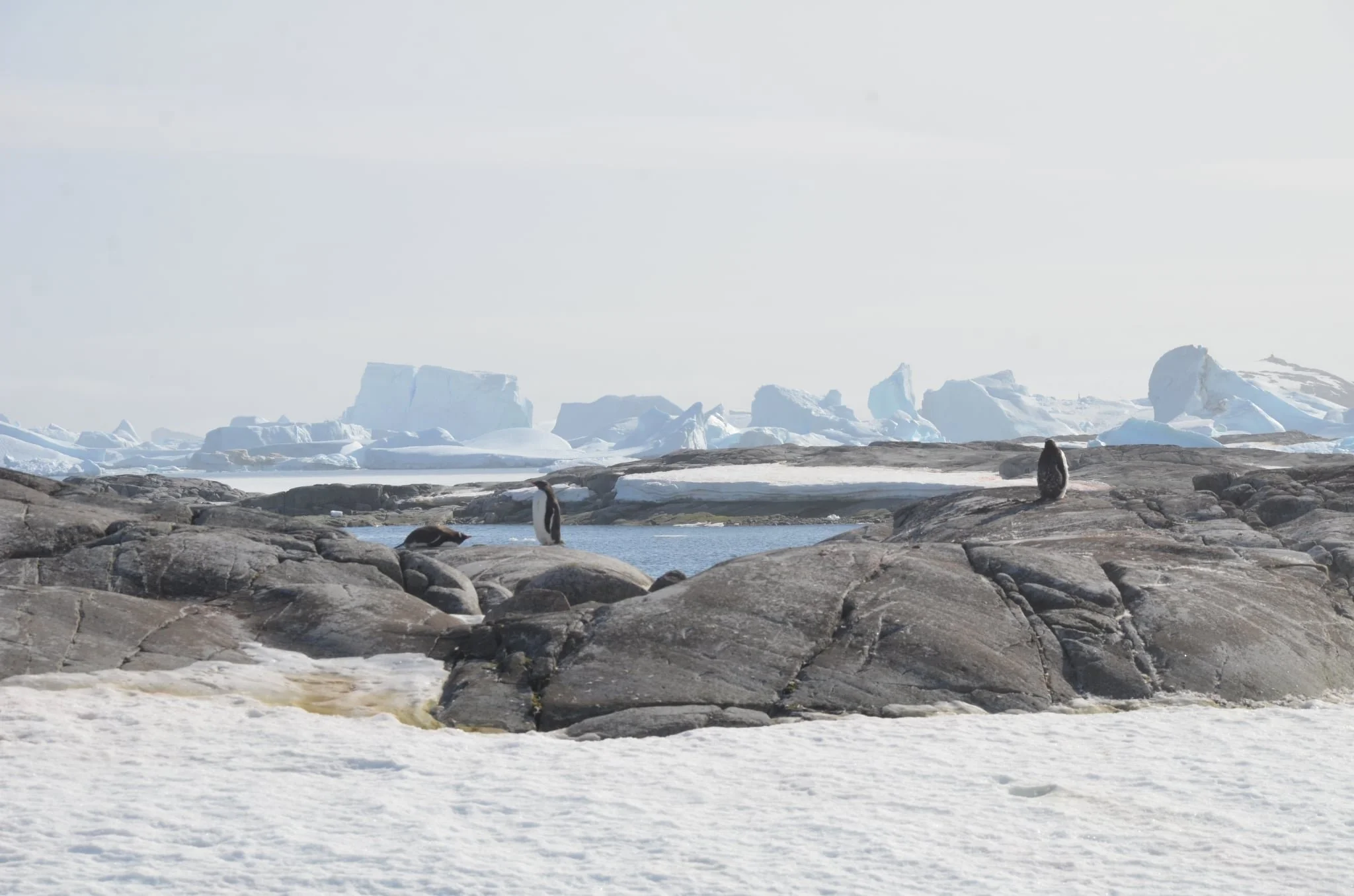 Polar-Sailing Expeditions