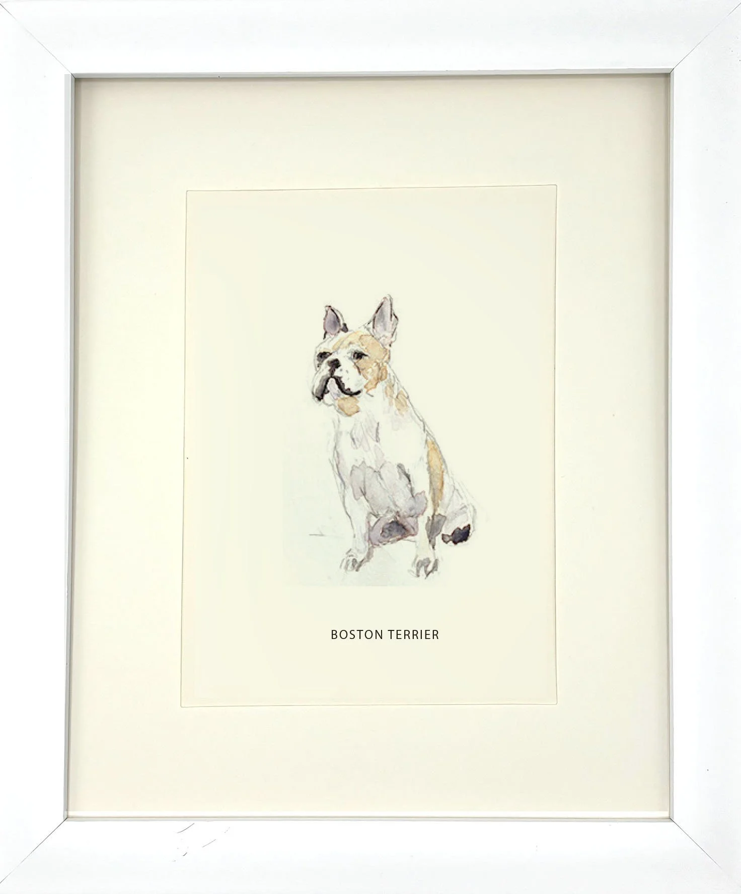 BostonTerrier_WhiteFrame.jpg