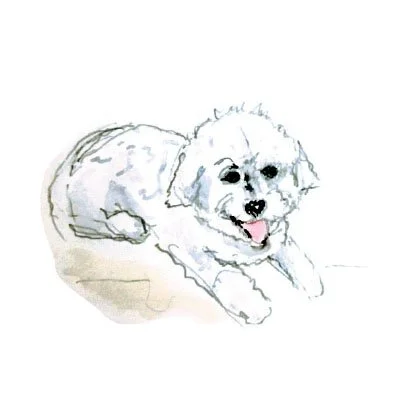 Bichon Frise Watercolor Art Print