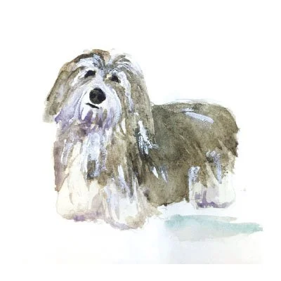 Havanese Watercolor Art Print