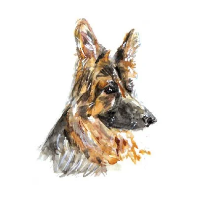 German Shepherd  Watercolor Art Print