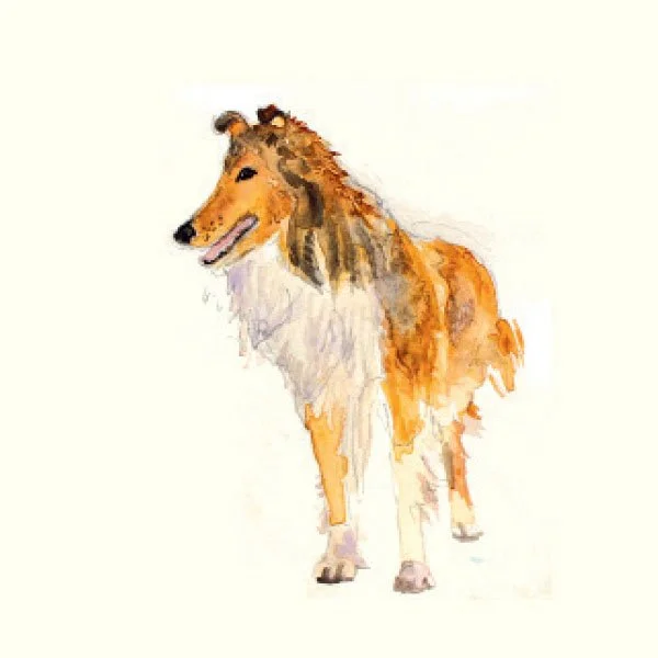 Collie Watercolor Art Print