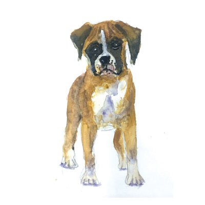 Boxer Watercolor Art Print