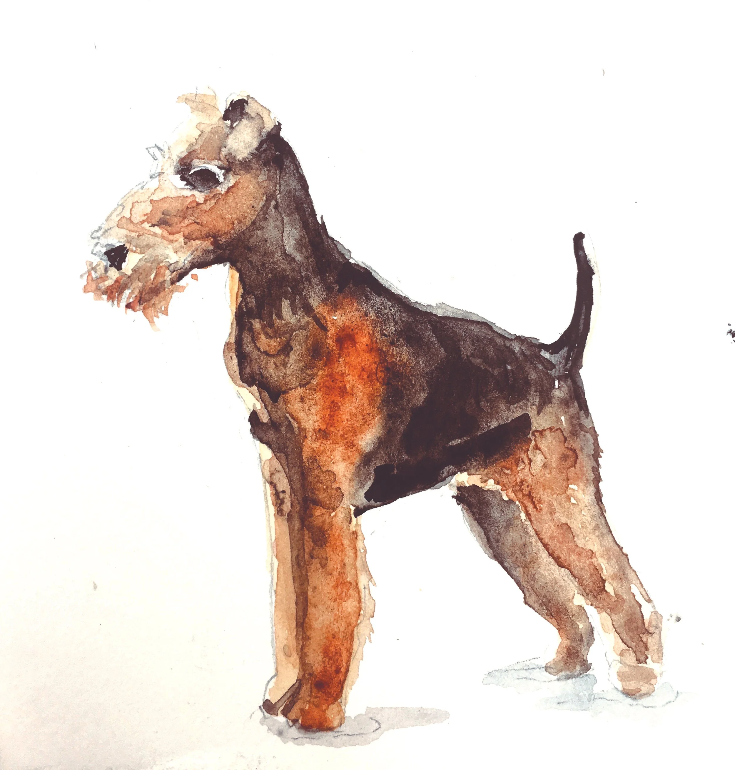 Airedale Terrier Watercolor Art Print