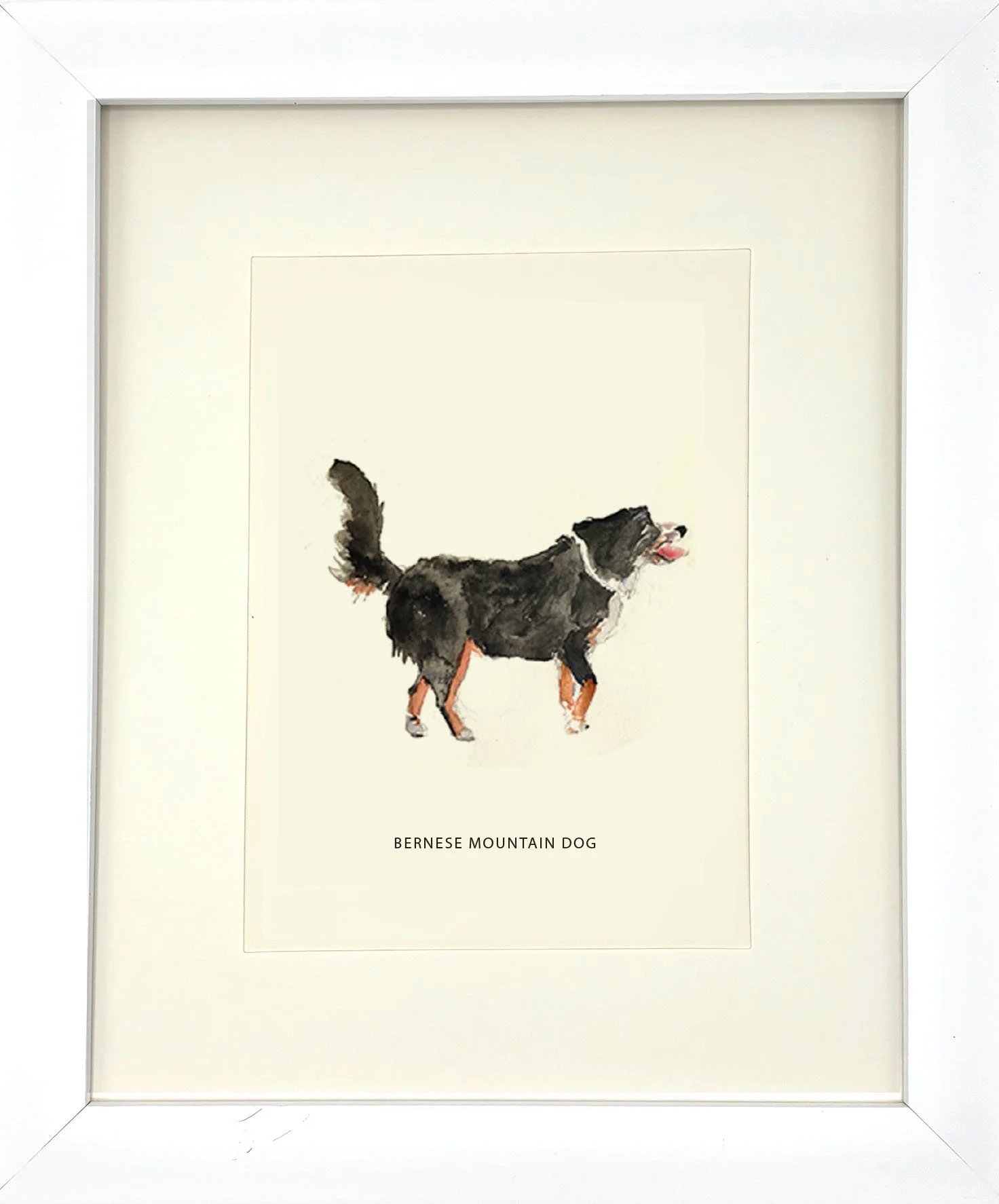 BerneseMountainDog_WhiteFrame.jpg